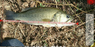 お客様からの釣果：中居様~クランクで37.5cm!! 1