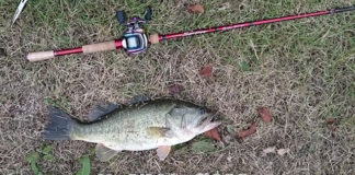 瀬田川釣果 バス54cm!! (bv六文銭) 2015年 1