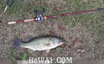 瀬田川釣果 バス54cm!! (bv六文銭) 2015年 瀬田川釣果 バス54cm!! (bv六文銭) 2015年 1