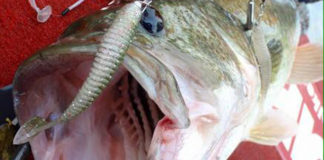 淀川釣果!! アラバマで５３センチ!! (NOIKE) 