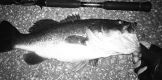 お客様からの釣果：岡村様~クランクで50cm!! 1