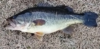 瀬田川釣果 バス43cm!! (bv六文銭) 2015年 1