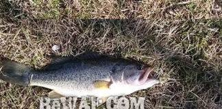 瀬田川釣果 バス44cm!! (bv六文銭) 2015年 1