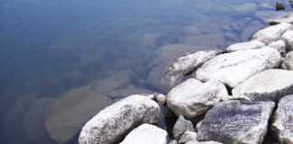 瀬田川へ (2016年 1月9日) 26