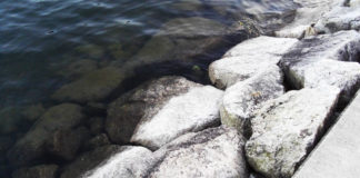 瀬田川へ (2016年 1月9日) 31