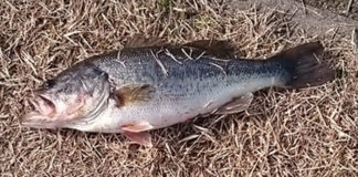 瀬田川釣果 バス43cm!! (bv六文銭) 2016年 3