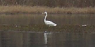 琵琶湖バスフィッシングガイドリポート ~加納様~ 00cm 12