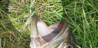 お客様からの釣果：里様~スピナーベイトで50up!! 1