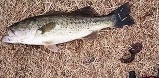 瀬田川釣果 バス44cm!! (bv六文銭) 2016年 2