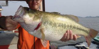 tweet釣果：ラバージグで５４cm!! (西の湖 伊庭内湖) 