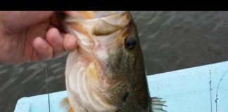 お客様からの釣果：大阪の庄田様~ネコリグで40up!! 1