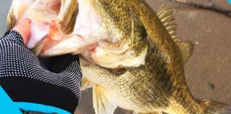 お客様からの釣果：大阪の佐々木様~スイムベイトで50アップ!! 2