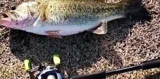 瀬田川釣果 バス46cm!! (bv六文銭) 2016年 1