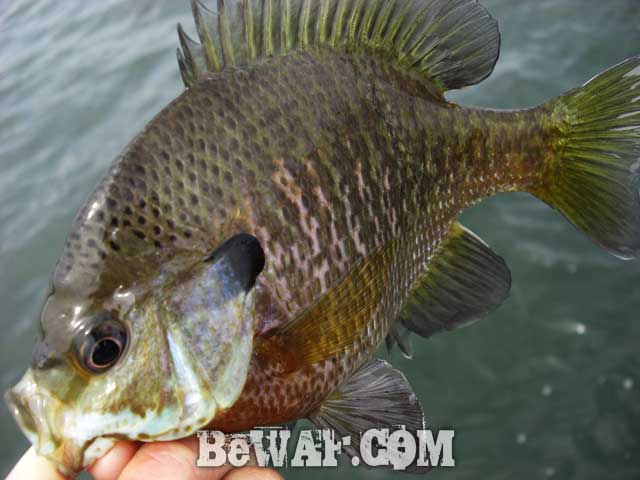 biwako bass fishing guide akanoi5