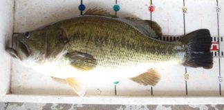 tweet釣果：ドカン!! テキサスで５７cm!! (西の湖 伊庭内湖) 