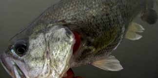 西の湖へ (4月27日) 10