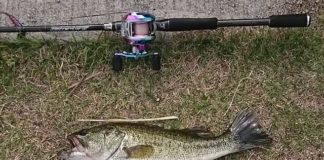 瀬田川釣果 46cm!! (bv六文銭) 2016年 