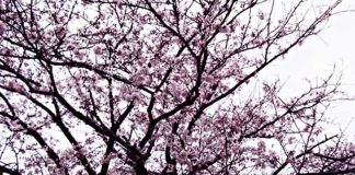 瀬田川へ (4月4日) 3