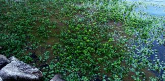 瀬田川へ (2016年 4月22日) 5