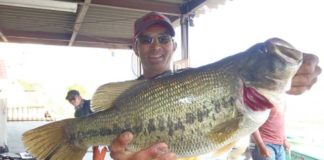 tweet釣果：ドッスン!! テキサスで５０cm!! (西の湖 伊庭内湖) 