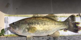 お客様からの釣果：加納様~フリップで50up!! 