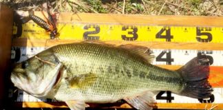 お客様からの釣果：山口県の中村様 50up!!（アメザリジグ） 1