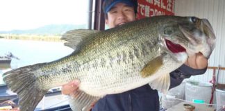tweet釣果：クロー系テキサスで５４cm!! (西の湖 伊庭内湖) 