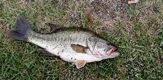 瀬田川釣果 42cm!! (bv六文銭) 2016年 1