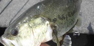 本日は琵琶湖チャプター 2016 第2戦に参加... 4