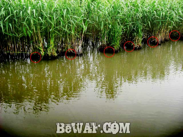biwako cover fishing douga