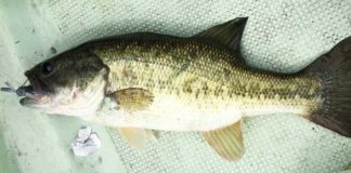 お客様からの釣果：関原様~西の湖で30~40UP!! 2