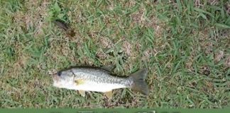 瀬田川釣果 35cm!! (bv六文銭) 1