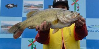 tweet釣果：ボカン！カットテールで60cm!! (琵琶湖) 