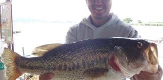 tweet釣果：スイムベイトで５０アップ!! (西の湖 伊庭内湖) 