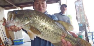 tweet釣果：フロッグで45cm!! (西の湖 伊庭内湖) 