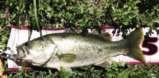 お客様からの釣果：大阪の佐々木様~トップで45アップ!! 1