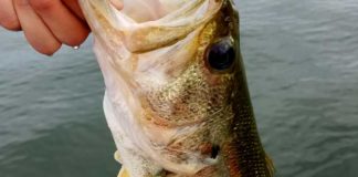 お客様からの釣果：庄田様~ライトキャロで45cm!! 