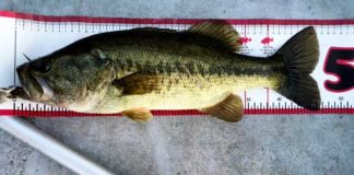 お客様からの釣果：大阪の佐々木様~トップで45アップ!! 2