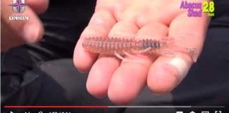 新ワーム"アバカスシャッド"の説明!! (藤木淳) 1