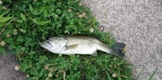 瀬田川釣果 42cm!! (bv六文銭) 2016年 