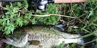 瀬田川釣果 41cm!! (bv六文銭) 2016年 1