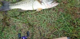 瀬田川釣果 50cm!! (bv六文銭) 1