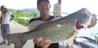 tweet釣果：モンスターミキで51cm!! (琵琶湖) 1