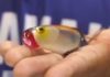 SPRO社から新フロッグ!! (ICAST 2016) 3