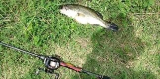 瀬田川釣果 33cm!! (bv六文銭) 2016年 