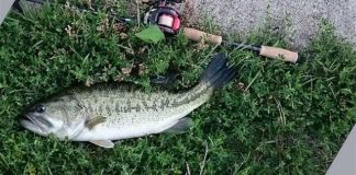 瀬田川釣果 48cm!! (bv六文銭) 2016年 