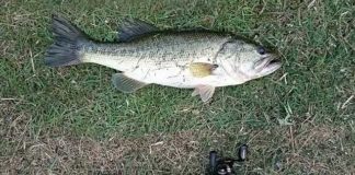 瀬田川釣果 53cm!! (bv六文銭) 2016年 