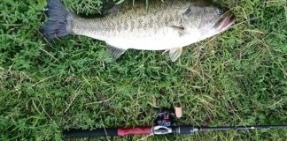 瀬田川釣果 44cm!! (bv六文銭) 2016年 1