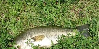 瀬田川釣果 44cm!! (bv六文銭) 2016年 2