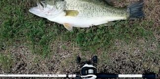 瀬田川釣果 54cm!! (bv六文銭) 2016年 